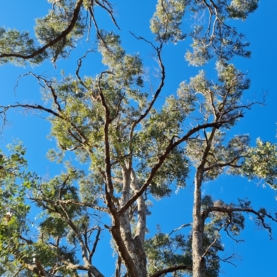 Eucalyptus bridgesiana (Apple Box) at Mount Mugga Mugga - 18 Jun 2024 by Mike