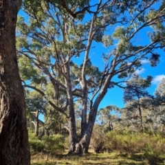 Eucalyptus bridgesiana at Mount Mugga Mugga - 18 Jun 2024