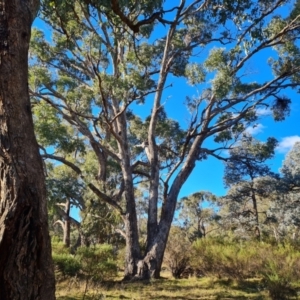 Eucalyptus bridgesiana at Mount Mugga Mugga - 18 Jun 2024 03:13 PM