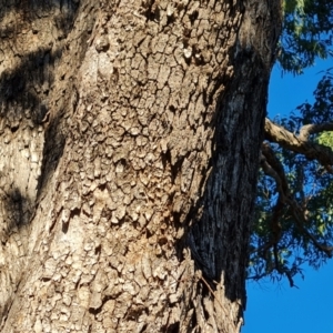 Eucalyptus bridgesiana at Mount Mugga Mugga - 18 Jun 2024