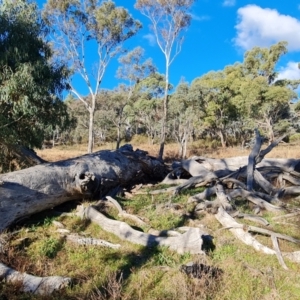 Eucalyptus sp. at Mount Mugga Mugga - 18 Jun 2024