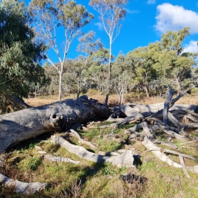 Eucalyptus sp. (A Gum Tree) at Mount Mugga Mugga - 18 Jun 2024 by Mike