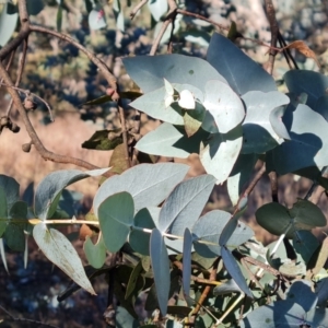 Eucalyptus cinerea at O'Malley, ACT - 18 Jun 2024