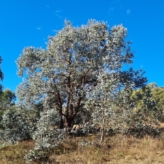 Eucalyptus cinerea at O'Malley, ACT - 18 Jun 2024