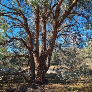 Eucalyptus cinerea at O'Malley, ACT - 18 Jun 2024