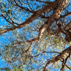 Eucalyptus cinerea at O'Malley, ACT - 18 Jun 2024