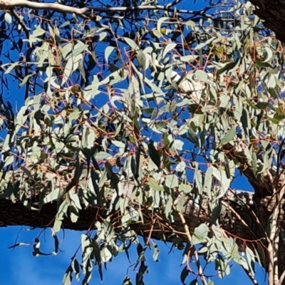 Eucalyptus bridgesiana (Apple Box) at Mount Mugga Mugga - 18 Jun 2024 by Mike