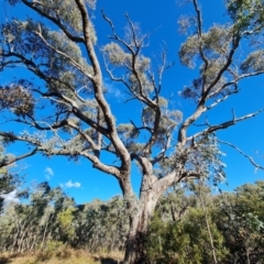 Eucalyptus bridgesiana at Mount Mugga Mugga - 18 Jun 2024