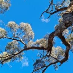 Eucalyptus bridgesiana at Mount Mugga Mugga - 18 Jun 2024