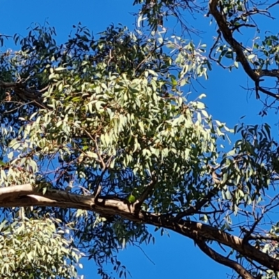 Eucalyptus melliodora (Yellow Box) at Mount Mugga Mugga - 18 Jun 2024 by Mike