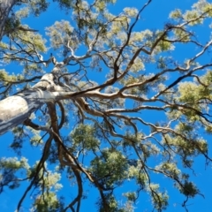 Eucalyptus melliodora at Mount Mugga Mugga - 18 Jun 2024