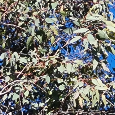 Eucalyptus blakelyi (Blakely's Red Gum) at Mount Mugga Mugga - 18 Jun 2024 by Mike