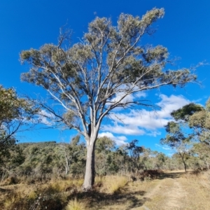 Eucalyptus blakelyi at Mount Mugga Mugga - 18 Jun 2024