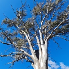 Eucalyptus blakelyi at Mount Mugga Mugga - 18 Jun 2024 02:20 PM