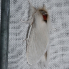 Trichiocercus sparshalli (Sparshall's Moth) at WendyM's farm at Freshwater Ck. - 21 Oct 2022 by WendyEM