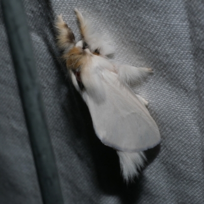 Trichiocercus sparshalli (Sparshall's Moth) at WendyM's farm at Freshwater Ck. - 20 Oct 2022 by WendyEM