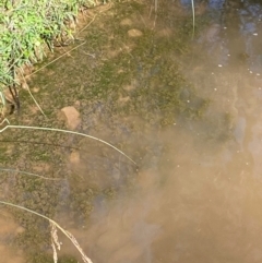 Nitella sp. (genus) (A green freshwater algae) at Brindabella National Park - 18 May 2024 by Tapirlord