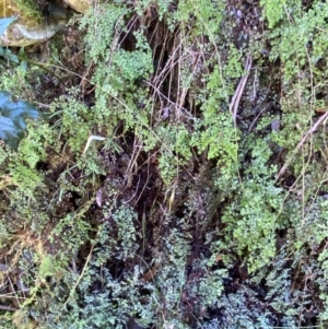 Adiantum aethiopicum at Brindabella National Park - 18 May 2024