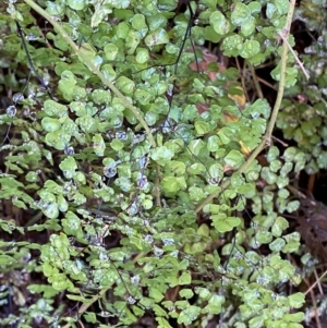 Adiantum aethiopicum at Brindabella National Park - 18 May 2024