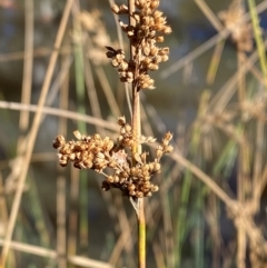 Juncus sarophorus (Broom Rush) at Brindabella National Park - 18 May 2024 by Tapirlord