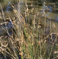 Juncus sarophorus at Brindabella National Park - 18 May 2024