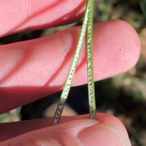 Juncus sarophorus at Brindabella National Park - 18 May 2024