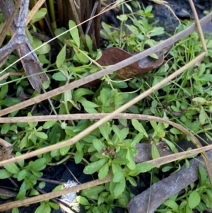 Centipeda elatinoides at Brindabella National Park - 18 May 2024