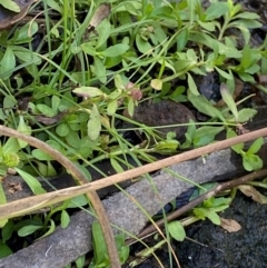 Centipeda elatinoides at Brindabella National Park - 18 May 2024