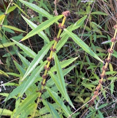 Lycopus australis (Native Gipsywort, Australian Gipsywort) at Brindabella National Park - 18 May 2024 by Tapirlord