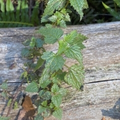 Urtica incisa (Stinging Nettle) at Brindabella National Park - 18 May 2024 by Tapirlord