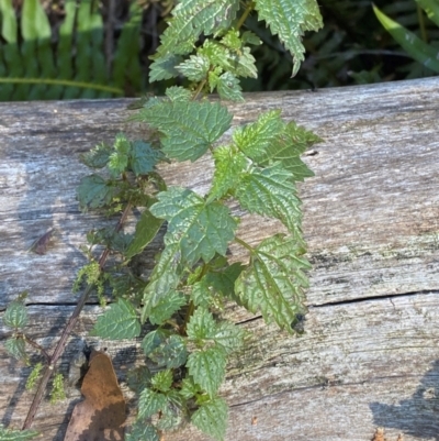 Urtica incisa (Stinging Nettle) at Brindabella National Park - 18 May 2024 by Tapirlord