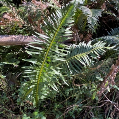 Blechnum nudum (Fishbone Water Fern) at Brindabella National Park - 18 May 2024 by Tapirlord