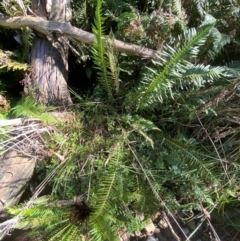 Blechnum nudum at Brindabella National Park - 18 May 2024 11:29 AM