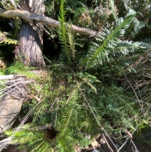 Blechnum nudum at Brindabella National Park - 18 May 2024 11:29 AM