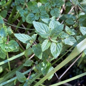 Australina pusilla subsp. muelleri at Brindabella National Park - 18 May 2024