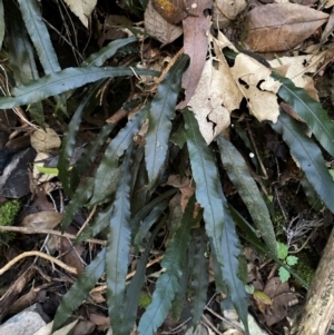 Blechnum patersonii subsp. patersonii at Brindabella National Park - 18 May 2024 10:29 AM