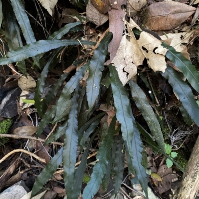 Blechnum patersonii subsp. patersonii (Strap Water Fern) at Brindabella National Park - 18 May 2024 by Tapirlord