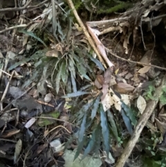 Blechnum patersonii subsp. patersonii at Brindabella National Park - 18 May 2024