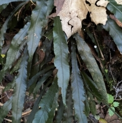 Blechnum patersonii subsp. patersonii at Brindabella National Park - 18 May 2024