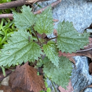 Urtica incisa at Brindabella National Park - 18 May 2024