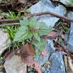 Urtica incisa at Brindabella National Park - 18 May 2024 10:28 AM