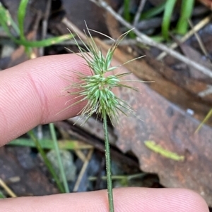 Echinopogon ovatus at Brindabella National Park - 18 May 2024