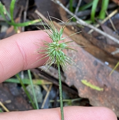Echinopogon ovatus (Forest Hedgehog Grass) at Brindabella National Park - 18 May 2024 by Tapirlord