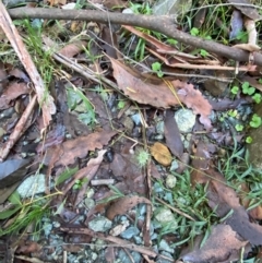 Echinopogon ovatus at Brindabella National Park - 18 May 2024