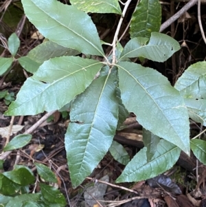 Olearia argophylla at Brindabella National Park - 18 May 2024