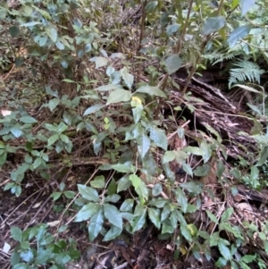 Olearia argophylla at Brindabella National Park - 18 May 2024