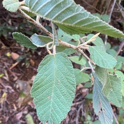 Pomaderris aspera (Hazel Pomaderris) at Brindabella National Park - 18 May 2024 by Tapirlord