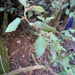 Pomaderris aspera at Brindabella National Park - 18 May 2024