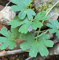 Geranium potentilloides var. potentilloides (Downy Geranium) at Brindabella National Park - 18 May 2024 by Tapirlord