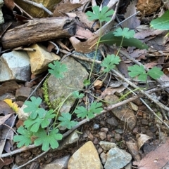 Geranium potentilloides var. potentilloides at Brindabella National Park - 18 May 2024